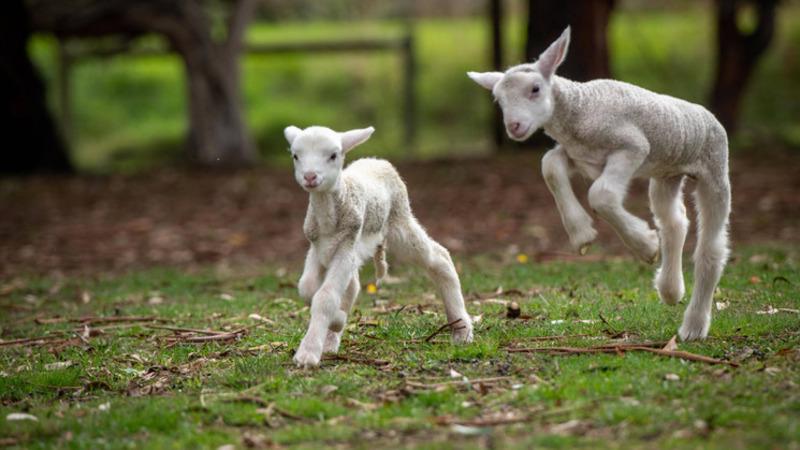 lamb care australia